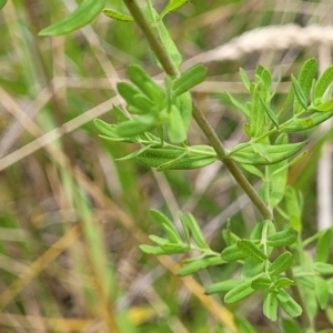 Hypericum perforatum at Bruce Ridge to Gossan Hill - 8 Dec 2023 11:52 AM