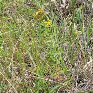 Hypericum perforatum at Bruce Ridge to Gossan Hill - 8 Dec 2023 11:52 AM