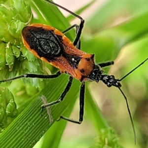 Gminatus australis at Bruce Ridge to Gossan Hill - 8 Dec 2023 11:50 AM