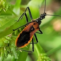 Gminatus australis at Bruce Ridge to Gossan Hill - 8 Dec 2023 11:50 AM