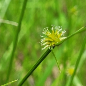 Cyperus sphaeroideus at Bruce Ridge to Gossan Hill - 8 Dec 2023 11:50 AM