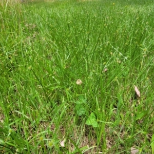 Cyperus sphaeroideus at Bruce Ridge to Gossan Hill - 8 Dec 2023