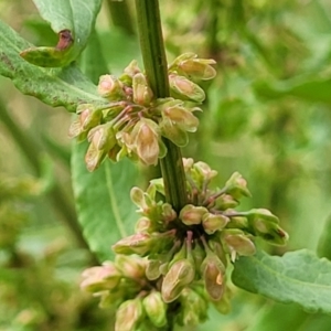 Rumex conglomeratus at Bruce Ridge to Gossan Hill - 8 Dec 2023 11:48 AM