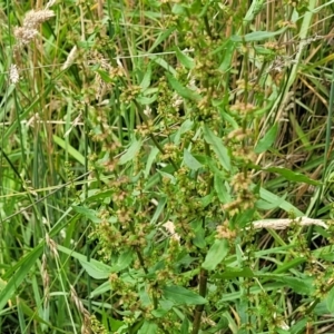 Rumex conglomeratus at Bruce Ridge to Gossan Hill - 8 Dec 2023 11:48 AM