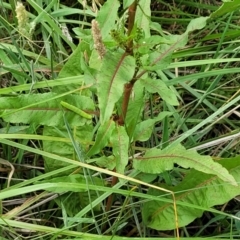 Rumex conglomeratus at Bruce Ridge to Gossan Hill - 8 Dec 2023