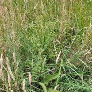 Rumex conglomeratus at Bruce Ridge to Gossan Hill - 8 Dec 2023 11:48 AM