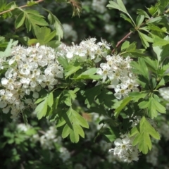 Crataegus monogyna (Hawthorn) at Tuggeranong Hill - 13 Oct 2023 by michaelb