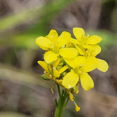 Hirschfeldia incana (Buchan Weed) at Flea Bog Flat, Bruce - 8 Dec 2023 by trevorpreston