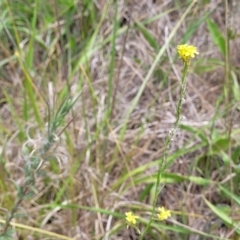 Hirschfeldia incana at Bruce Ridge to Gossan Hill - 8 Dec 2023