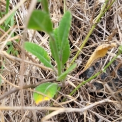 Hirschfeldia incana at Bruce Ridge to Gossan Hill - 8 Dec 2023