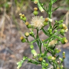 Erigeron sumatrensis at CHC100: Calvary Hospital Drain3 , Bruce - 8 Dec 2023