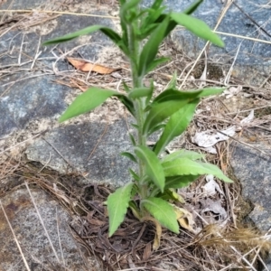 Erigeron sumatrensis at CHC100: Calvary Hospital Drain3 , Bruce - 8 Dec 2023