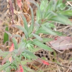 Epilobium hirtigerum at CHC100: Calvary Hospital Drain3 , Bruce - 8 Dec 2023