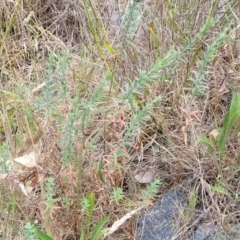 Epilobium hirtigerum at CHC100: Calvary Hospital Drain3 , Bruce - 8 Dec 2023 11:44 AM