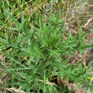 Cirsium vulgare at Bruce, ACT - 8 Dec 2023 11:43 AM