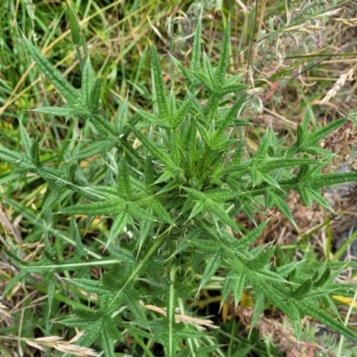 Cirsium vulgare (Spear Thistle) at Bruce, ACT - 8 Dec 2023 by trevorpreston