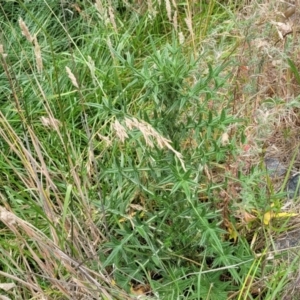 Cirsium vulgare at Bruce, ACT - 8 Dec 2023 11:43 AM