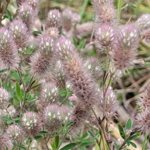 Trifolium arvense at CHC100: Calvary Hospital Drain3 , Bruce - 8 Dec 2023