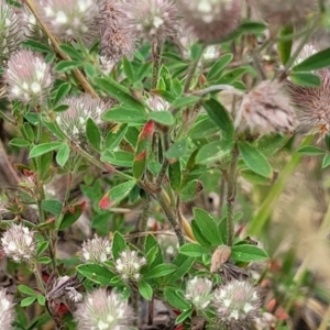 Trifolium arvense at CHC100: Calvary Hospital Drain3 , Bruce - 8 Dec 2023