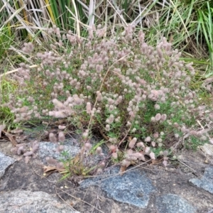 Trifolium arvense at CHC100: Calvary Hospital Drain3 , Bruce - 8 Dec 2023 11:43 AM