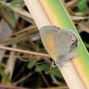 Nacaduba biocellata at Bruce, ACT - 8 Dec 2023 11:42 AM