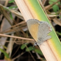 Nacaduba biocellata at Bruce, ACT - 8 Dec 2023 11:42 AM