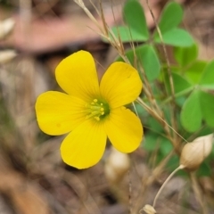 Oxalis exilis (Shady Wood Sorrel) at Flea Bog Flat, Bruce - 8 Dec 2023 by trevorpreston