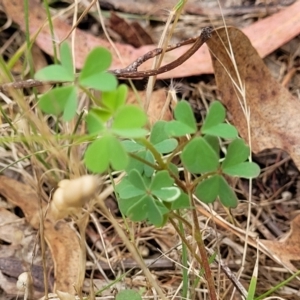 Oxalis exilis at Bruce Ridge to Gossan Hill - 8 Dec 2023 11:39 AM