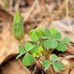 Oxalis exilis at Bruce Ridge to Gossan Hill - 8 Dec 2023