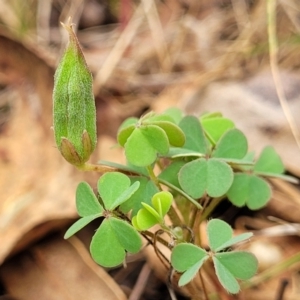 Oxalis exilis at Bruce Ridge to Gossan Hill - 8 Dec 2023 11:39 AM