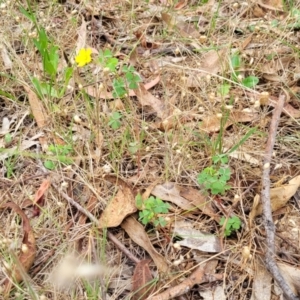 Oxalis exilis at Bruce Ridge to Gossan Hill - 8 Dec 2023 11:39 AM