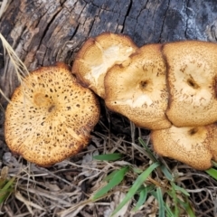 Lentinus arcularius (Fringed Polypore) at Flea Bog Flat, Bruce - 8 Dec 2023 by trevorpreston