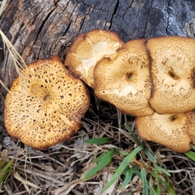 Lentinus arcularius (Fringed Polypore) at Flea Bog Flat, Bruce - 8 Dec 2023 by trevorpreston