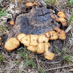 Lentinus arcularius at Bruce Ridge to Gossan Hill - 8 Dec 2023