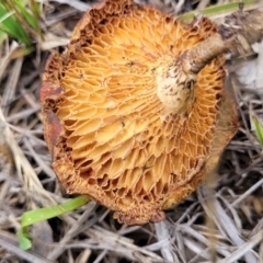 Lentinus arcularius at Bruce Ridge to Gossan Hill - 8 Dec 2023