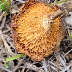 Lentinus arcularius at Bruce Ridge to Gossan Hill - 8 Dec 2023