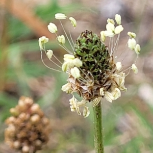 Plantago lanceolata at Bruce Ridge to Gossan Hill - 8 Dec 2023