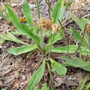 Plantago lanceolata at Bruce Ridge to Gossan Hill - 8 Dec 2023 11:37 AM