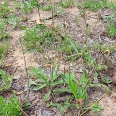 Plantago lanceolata at Bruce Ridge to Gossan Hill - 8 Dec 2023