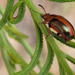 Calomela curtisi (Acacia leaf beetle) at Bruce Ridge to Gossan Hill - 8 Dec 2023 by trevorpreston