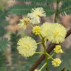 Acacia parramattensis (Parramatta Green Wattle) at Flea Bog Flat, Bruce - 8 Dec 2023 by trevorpreston