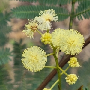 Acacia parramattensis at Bruce Ridge to Gossan Hill - 8 Dec 2023 11:36 AM