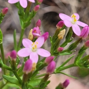 Centaurium erythraea at Bruce Ridge to Gossan Hill - 8 Dec 2023