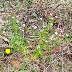 Centaurium erythraea at Bruce Ridge to Gossan Hill - 8 Dec 2023