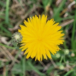 Hypochaeris radicata at Flea Bog Flat, Bruce - 8 Dec 2023 11:35 AM