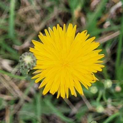 Hypochaeris radicata (Cat's Ear, Flatweed) at Bruce Ridge to Gossan Hill - 8 Dec 2023 by trevorpreston