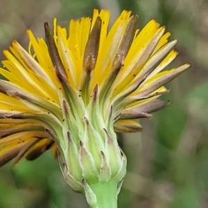 Hypochaeris radicata at Flea Bog Flat, Bruce - 8 Dec 2023