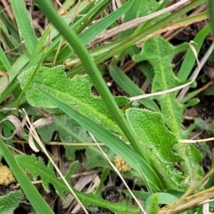 Hypochaeris radicata at Flea Bog Flat, Bruce - 8 Dec 2023 11:35 AM