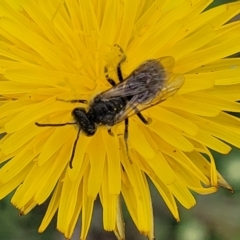 Lasioglossum (Chilalictus) lanarium at Flea Bog Flat, Bruce - 8 Dec 2023