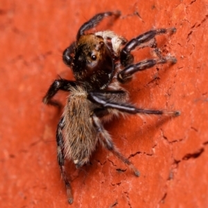 Maratus griseus at Downer, ACT - 6 Dec 2023 08:22 AM